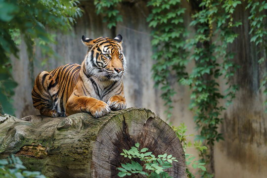 Sumatran tiger