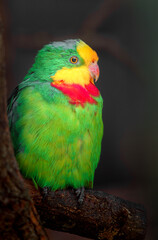 Obraz premium Superb parrot
