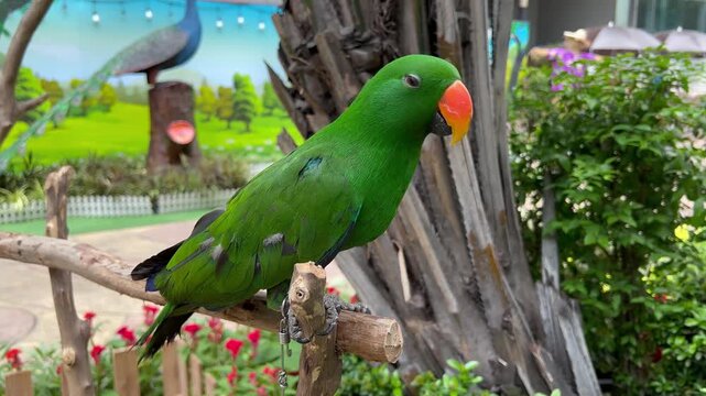 Eclectus Parrot, Green parrot with orange beak