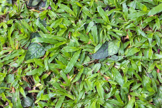 Redweed (Melochia corchorifolia L) is growing in lawn ,Thailand.