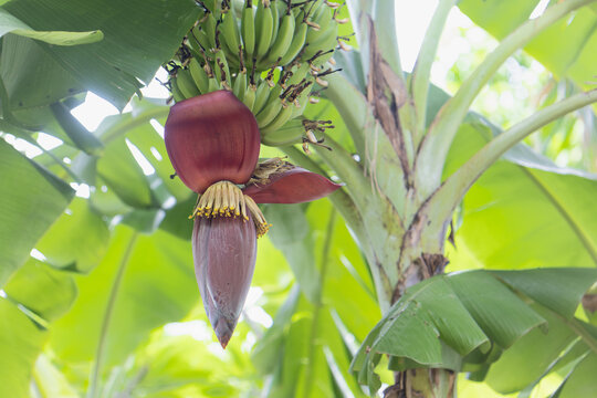 Close fresh tropical banana blossom hanging on tree , Thailand.