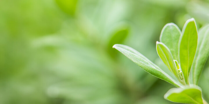 Close up texas sage or purple sage leaf for green environment background. Leucophyllum frutescens.