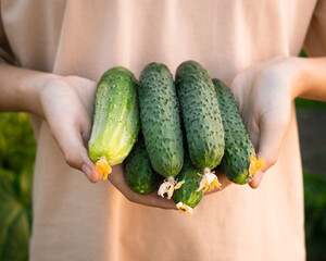 Person holding fresh cucumbers harvested from home vegetable garden   © Maria A