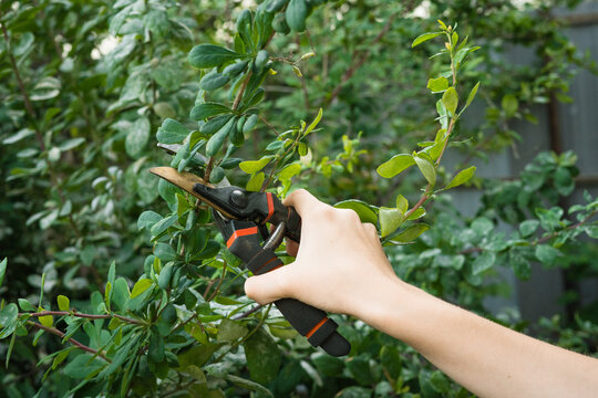Person pruning barberry bush with secateurs in home garden  