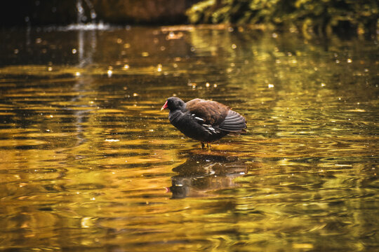 Gallinule poule-d'eau (Gallinula chloropus) dans un &eacute;tang peu profond baign&eacute; d'une lumi&egrave;re dor&eacute;e avec des reflets. Illustre une nature po&eacute;tique et une vie animale paisible, presque contemplative. 