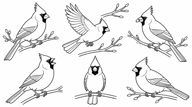 Set of Northern Cardinal Bird Line Art Illustrations on Branches