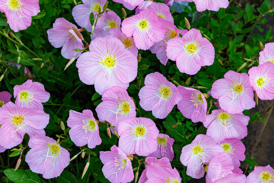 The neatly blooming flowers of the shoSouth African foxglovewy evening primrose in the garden.