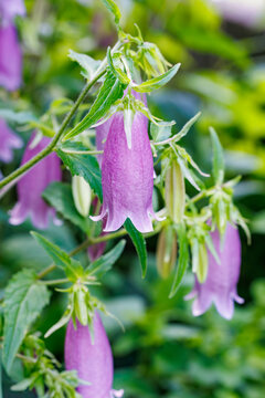 Close-up of beautiful Spotted bellflower blossoms in the garden.