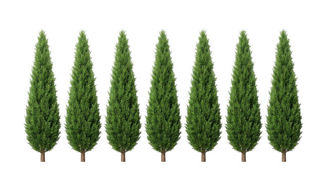 Row of seven green cypress trees isolated on transparent background
