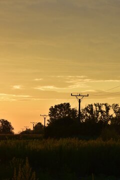 trees silhouette in sunset colors 