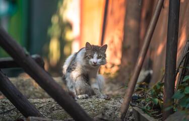 cat in the garden © Buiuc