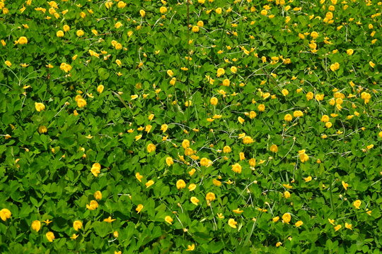 Small vibrant yellow arachis pintoi flowers bloom across a lush green carpet of dense foliage captured in bright natural sunlight creating a beautiful textured pattern in this high angle shot