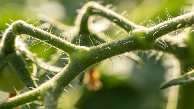 Closeup view of a tomato plant showing its growth and development in a field setting