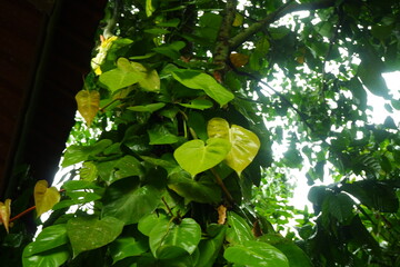 Lush green heart shaped philodendron leaves climb vertically up a rustic tree trunk in the garden under bright natural daylight showcasing vibrant tropical foliage textures with soft wet glossy sheen. © Rasyid