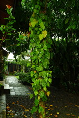 Vibrant green heart shaped philodendron leaves climbing up a textured tree trunk in a lush tropical garden captured during a soft rainy afternoon with natural light and rich botanical details. © Rasyid