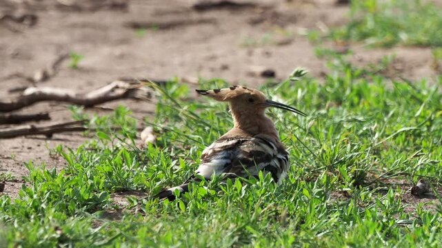 Eurasian hoopoe (Upupa epops) grooming in the grass before foraging for food