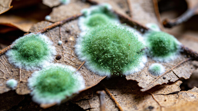 Closeup of green mold on leaves in a natural setting supporting biological control methods