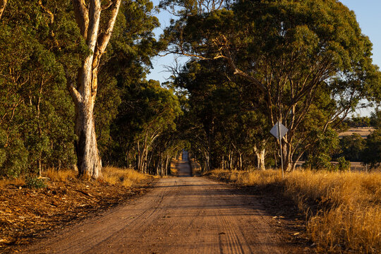 Country dirt road lined with tall gum trees at sunset