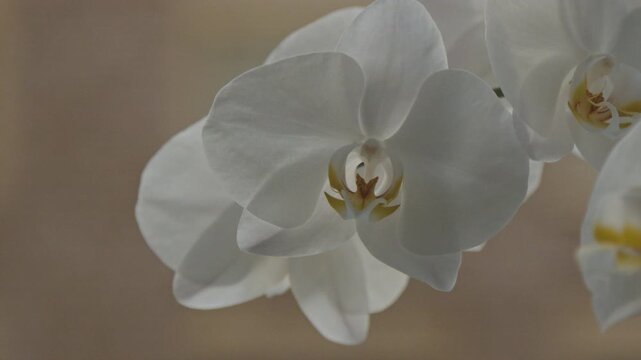 Close-up 4K still video of elegant white moth orchid (Phalaenopsis aphrodite) blossoms with velvety petals and yellow-pink floral center. Delicate flowers illuminated by warm natural light.