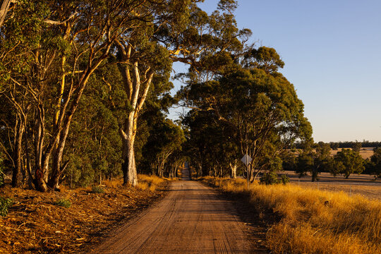 Country dirt road lined with tall gum trees at sunset