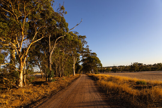 Country dirt road lined with tall gum trees at sunset