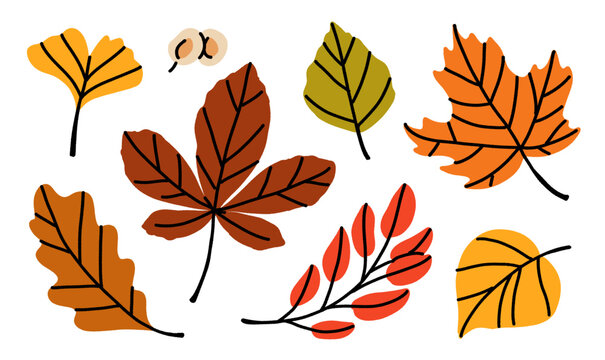 Hand drawn autumn leaves set: maple, oak, ginkgo, horse chestnut, birch, aspen leaf, acorn, and rowan berries in warm orange, red, and yellow fall colors.