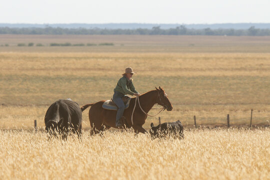 Stockwoman mustering black cattle on horseback