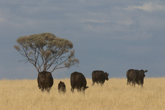Black cattle walking through golden grass past a boree tree