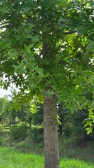 Fototapeta premium tree in the forest