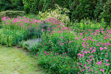 Fototapeta premium Brightly blooming Sweet william catchfly flowers in the garden,