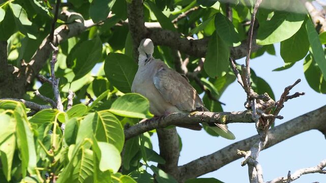 Eurasian collared dove (Streptopelia decaocto) grooming on a walnut tree branch in a rural area