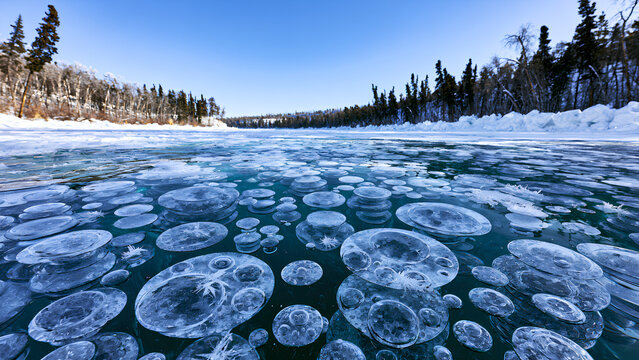 Frozen Methane Bubbles Trapped Under Turquoise Ice in Winter Boreal Forest Lake
