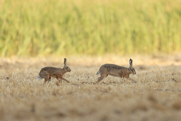 European Hare Lepus europeae in a harvested wheat-field © denis