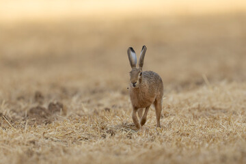 European Hare Lepus europeae in a harvested wheat-field © denis