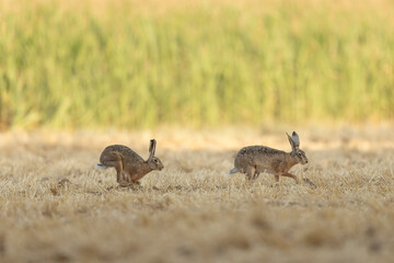 European Hare Lepus europeae in a harvested wheat-field © denis