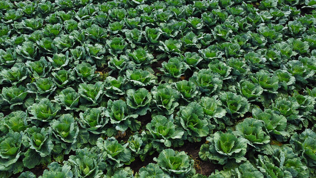 rows of fresh green cabbages growing densely in an agricultural field during the summer season.