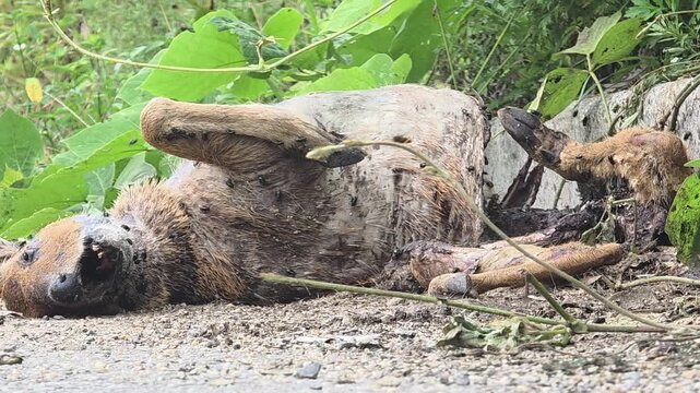 

Grim roadkill scene of a water deer carcass rotting in nature, wildlife accident.
