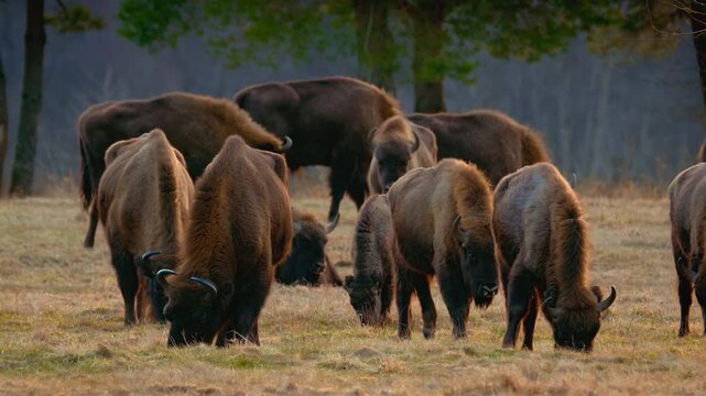 herd of European bison grazing in a grassy meadow near a forest at golden hour