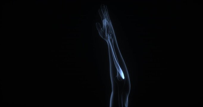 Extensor carpi radialis longus muscle in human body. X Ray. Loop