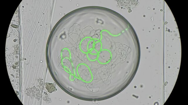 Spiral green algae filament microscope with transparent circular cell and green fluorescent highlight showing cellular structure