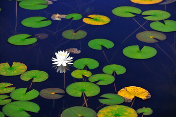 長野・志賀高原の静寂な池に咲く白い睡蓮と色とりどりの浮き葉 © Masayuki Yoshimura