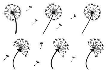 Obraz premium Falling dandelion seeds blowing in the wind vector illustration