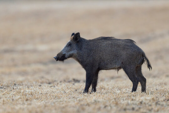 Wildboar Sus scrofa in open field in Central France