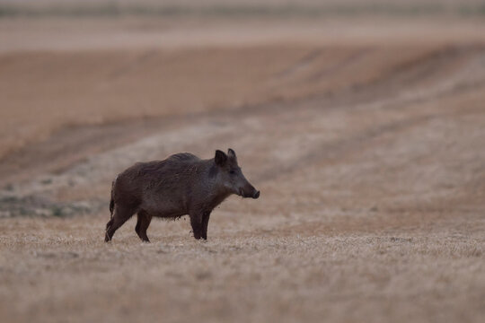 Wildboar Sus scrofa in open field in Central France