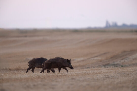 Wildboar Sus scrofa in open field in Central France