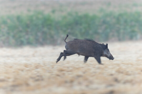 Wildboar Sus scrofa in open field in Central France