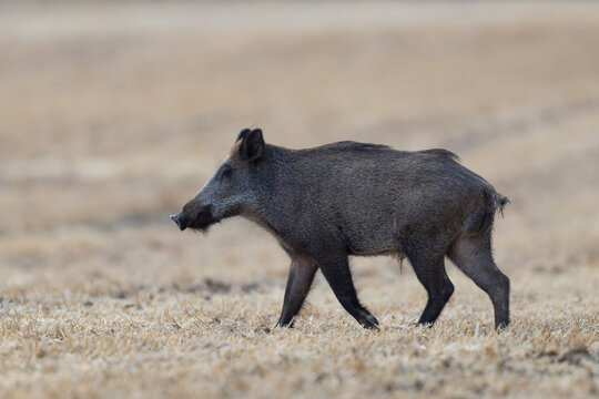 Wildboar Sus scrofa in open field in Central France