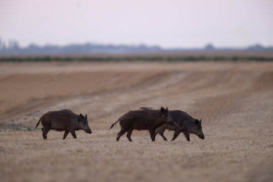 Wildboar Sus scrofa in open field in Central France