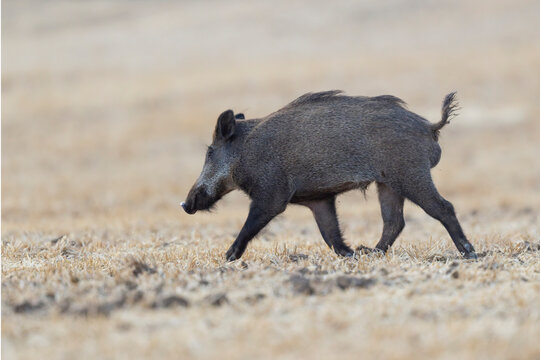 Wildboar Sus scrofa in open field in Central France