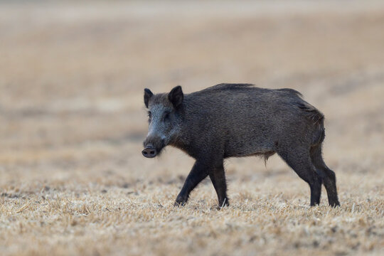 Wildboar Sus scrofa in open field in Central France